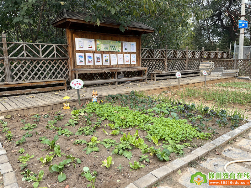 徐州市第二实验幼儿园特色活动 | 苔菜蛋汤 “植”得期待