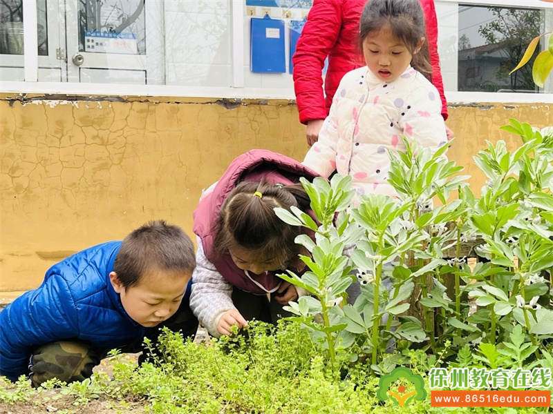徐州市桃园中心幼儿园：青草年年绿，一岁一清明